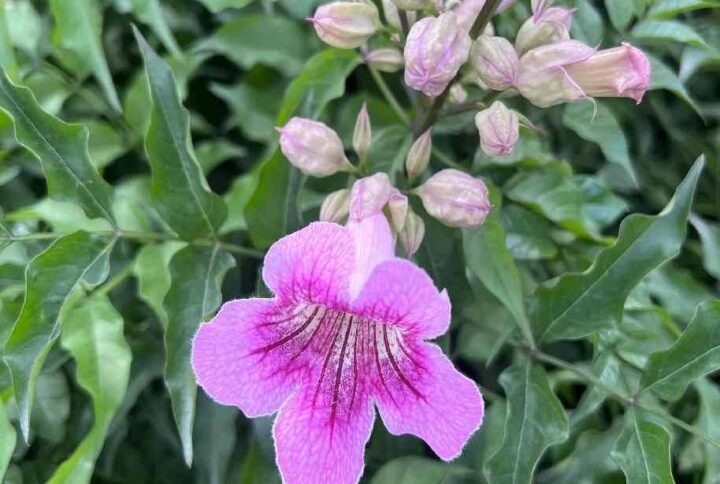 Pink Trumpet Vine - Outdoor Plants | Plantshop.me
