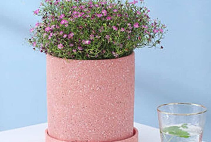 Pinkie Pot- Indoor Pots - Pots | Plantshop.me