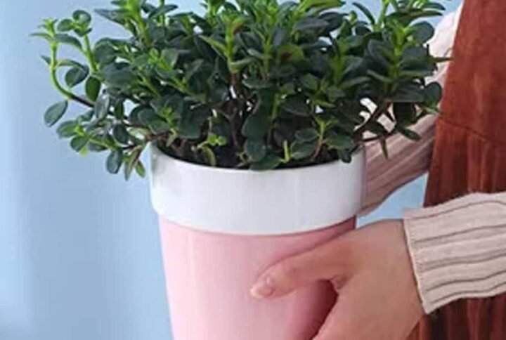 Pinkly Ceramic Pot: Elevate Your Plants | Plantshop.me UAE