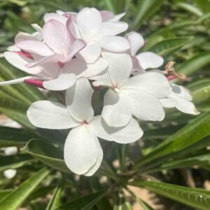 Plumeria Obtusa Dwarf Pink Singapore - Plantshop.me