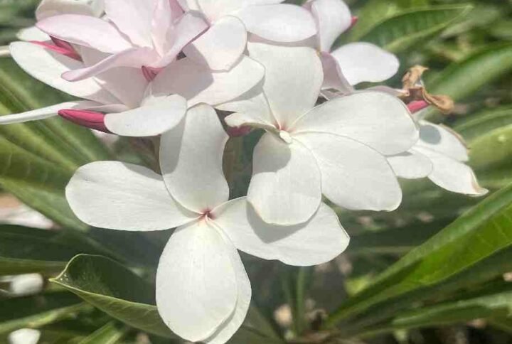 Plumeria Obtusa Dwarf Pink Singapore - Plantshop.me