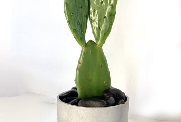 Prickly Ears - Cactus- Indoor Plants | Plantshop.me
