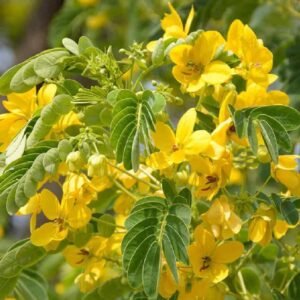 Purchase Cassia Surattensis|Plantshop.me