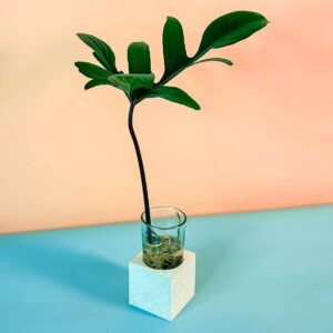 Purchase Philodendron Pedatum Cubo Plant Online at Plantshop.me