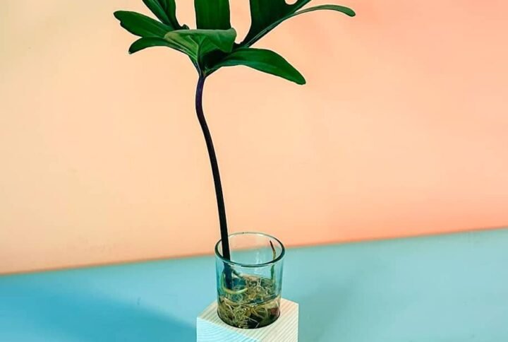 Purchase Philodendron Pedatum Cubo Plant Online at Plantshop.me