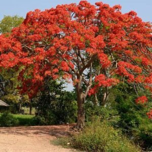 Purchase Royal Poinciana Trees - Exquisite Blooms | Plantshop.me