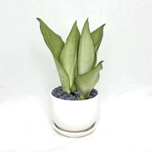 Purchase Sansevieria Moonshine | Plantshop.me UAE