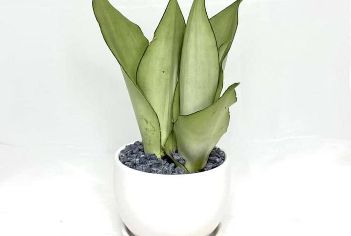 Purchase Sansevieria Moonshine | Plantshop.me UAE