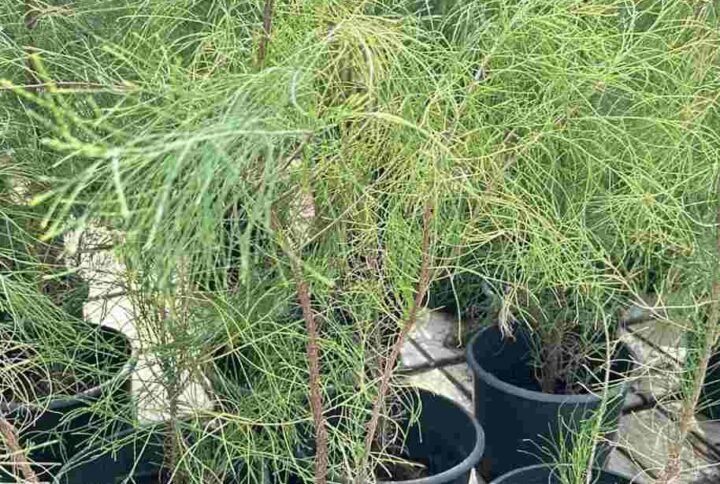 Purchase Small Australian Pine | Plantshop.me