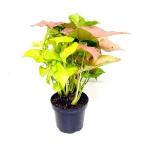 Purchase Syngonium Trio Set Online - Plantshop.me Offers Variety