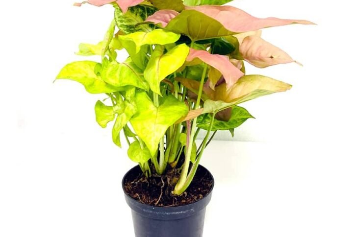 Purchase Syngonium Trio Set Online - Plantshop.me Offers Variety