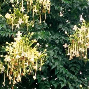 Purchase Tree Jasmine Seeds - Exquisite Selection at Plantshop.me