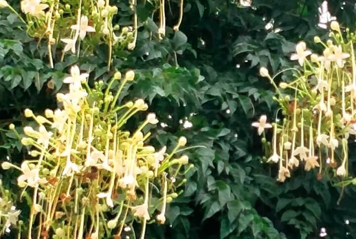 Purchase Tree Jasmine Seeds - Exquisite Selection at Plantshop.me