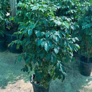 Radermachera - Air Purifying - Indoor Plants | Plantshop.me
