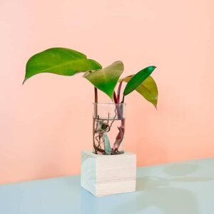 Red Emerald Cubo - Indoor Plants | Plantshop.me