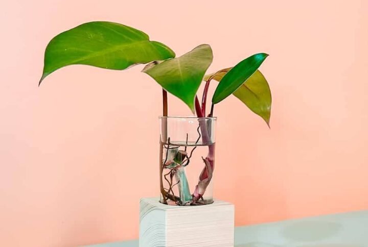 Red Emerald Cubo - Indoor Plants | Plantshop.me
