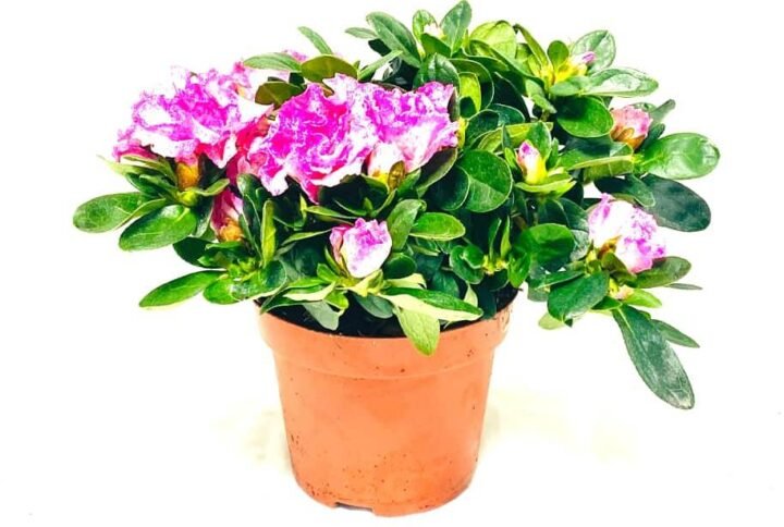 Rhododendron Simsii - Flowering - Indoor Plants | Plantshop.me