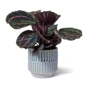 Rose Painted Calathea - Indoor Plants | Plantshop.me