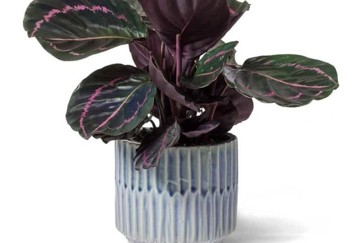 Rose Painted Calathea - Indoor Plants | Plantshop.me