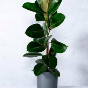 Rubber Plant - Air Purifying - Indoor Plants | Plantshop.me