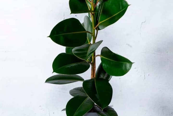 Rubber Plant - Air Purifying - Indoor Plants | Plantshop.me