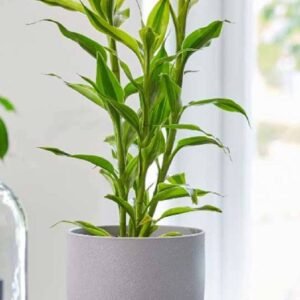 Sanderiana Lemon Stripe - Dracaena - Indoor Plants | Plantshop.me