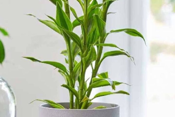 Sanderiana Lemon Stripe - Dracaena - Indoor Plants | Plantshop.me