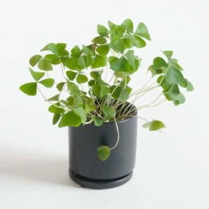 Shop Beautiful Oxalis Green Shamrock - Plantshop.me UAE