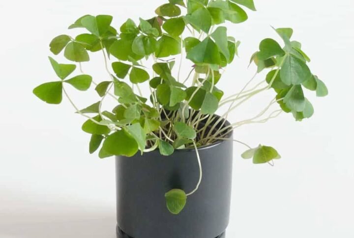 Shop Beautiful Oxalis Green Shamrock - Plantshop.me UAE