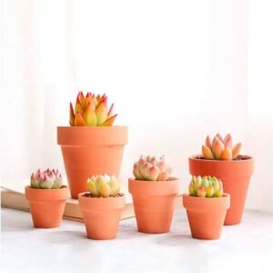 Shop Terracotta Pots - Buy Terracotta Planters at Plantshop.me