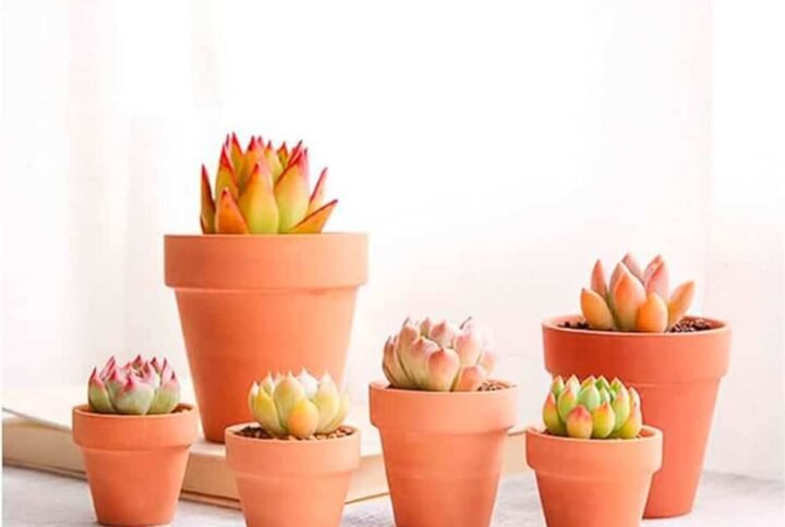 Shop Terracotta Pots - Buy Terracotta Planters at Plantshop.me