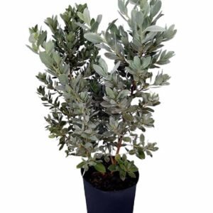 Silver Buttonwood Damas - Tree - Outdoor Plants | Plantshop.me