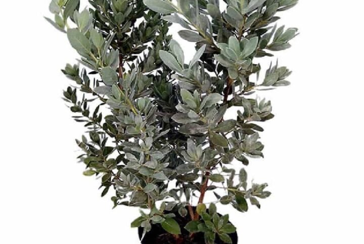 Silver Buttonwood Damas - Tree - Outdoor Plants | Plantshop.me