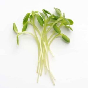 Sunflower Microgreen Seeds - Seeds | Plantshop.me