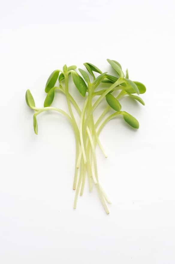 Sunflower Microgreen Seeds - Seeds | Plantshop.me