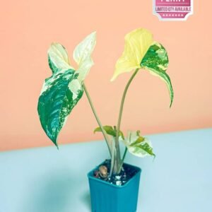 Syngonium Albo Variegata - Indoor Plants | Plantshop.me