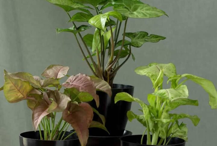 Syngonium Butterflies Set | Unique Indoor Plants | Plantshop.me