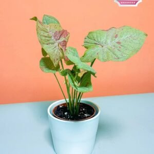 Syngonium Milk Confetti Mini - Indoor Plants | Plantshop.me