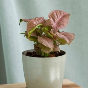 Syngonium Neon Robusta - Indoor Plants | Plantshop.me