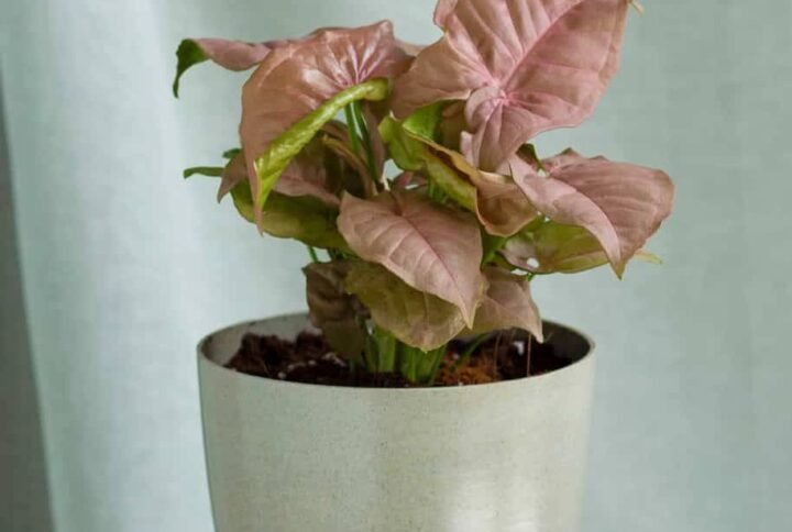 Syngonium Neon Robusta - Indoor Plants | Plantshop.me