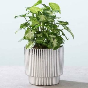 Syngonium Pixi - Indoor Plants | Plantshop.me