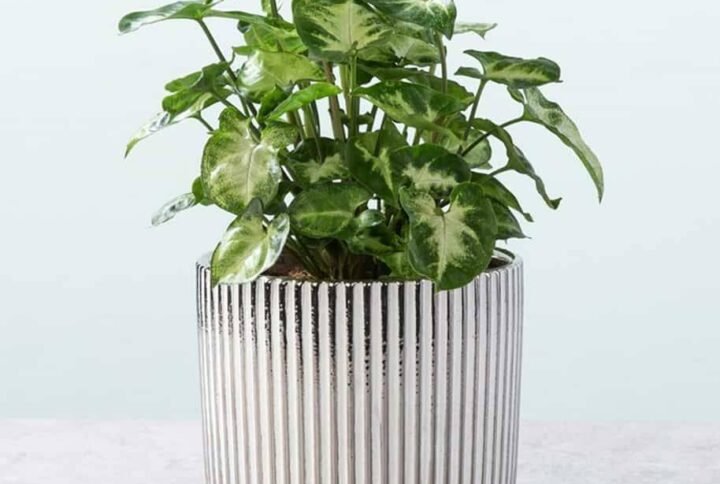 Syngonium Pixi - Indoor Plants | Plantshop.me