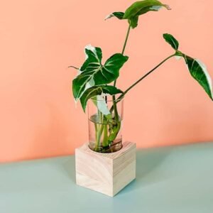 Syngonium White Splash Cubo - Buy Now at Plantshop.me UAE