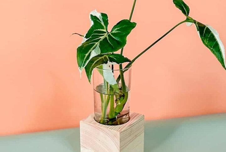 Syngonium White Splash Cubo - Buy Now at Plantshop.me UAE