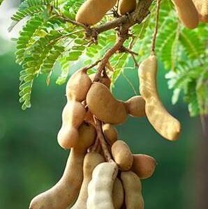 Tamarind Tree for Sale - Buy Tamarind Trees Online | Plantshop.me
