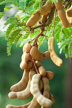 Tamarind Tree for Sale - Buy Tamarind Trees Online | Plantshop.me