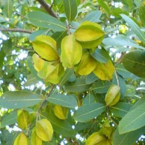 Terminalia Arjuna - Arjuna Tree - Outdoor Plants | Plantshop