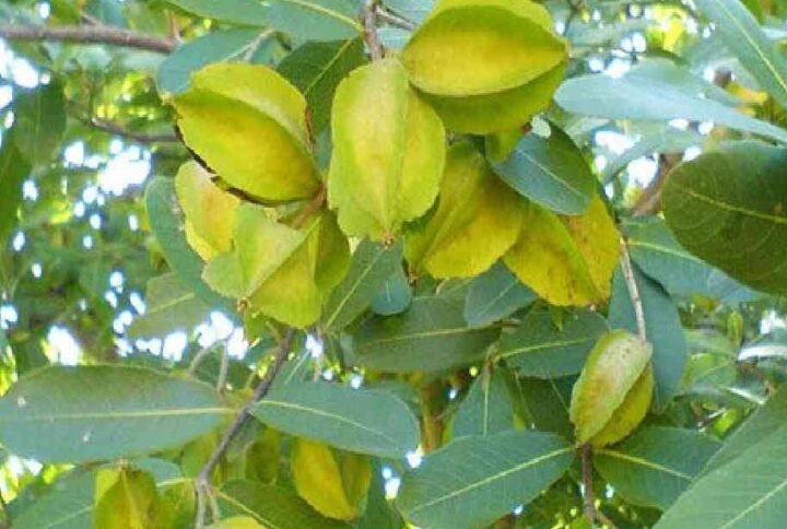 Terminalia Arjuna - Arjuna Tree - Outdoor Plants | Plantshop