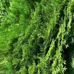 Thuja - Tree - Outdoor Plants | Plantshop.me