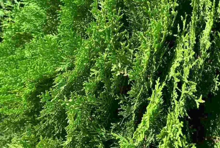 Thuja - Tree - Outdoor Plants | Plantshop.me